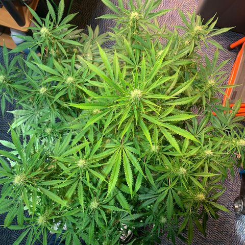 Auto Zkittlez growlog timeline photo