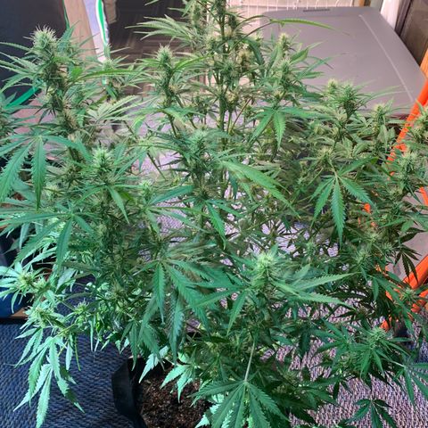 Auto Zkittlez growlog timeline photo