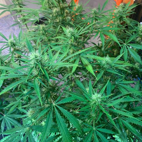 Auto Zkittlez growlog timeline photo