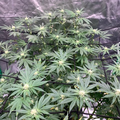 Sunset Sherbert growlog timeline photo