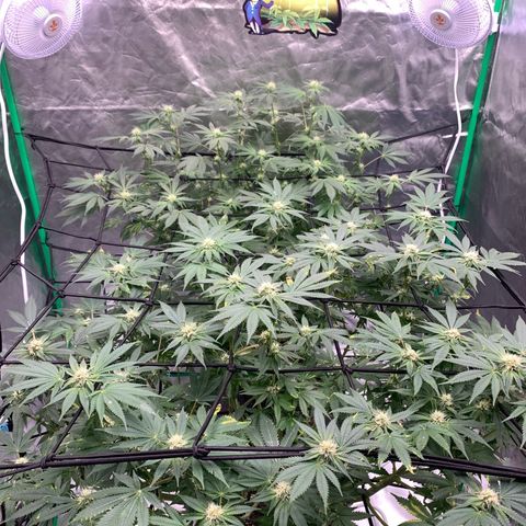 Sunset Sherbert growlog timeline photo