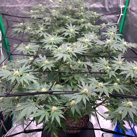 Sunset Sherbert growlog timeline photo