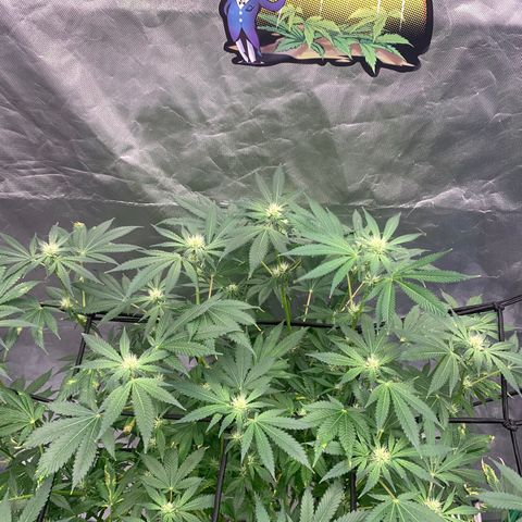 Blueberry growlog timeline photo