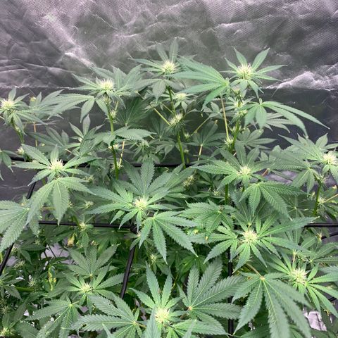 Blueberry growlog timeline photo