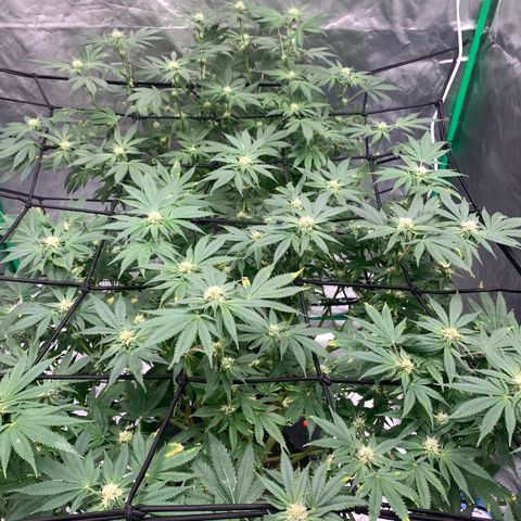 Sunset Sherbert growlog timeline photo