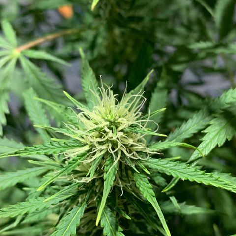 Auto Zkittlez growlog timeline photo