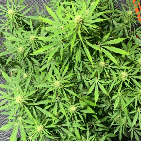 Auto Zkittlez growlog timeline photo