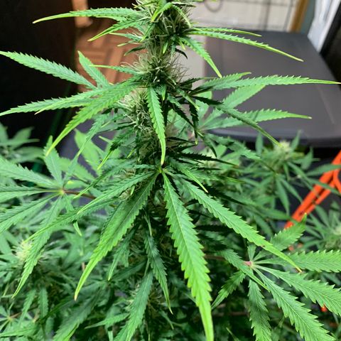 Auto Zkittlez growlog timeline photo