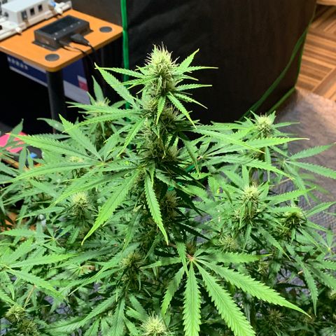 Auto Zkittlez growlog timeline photo