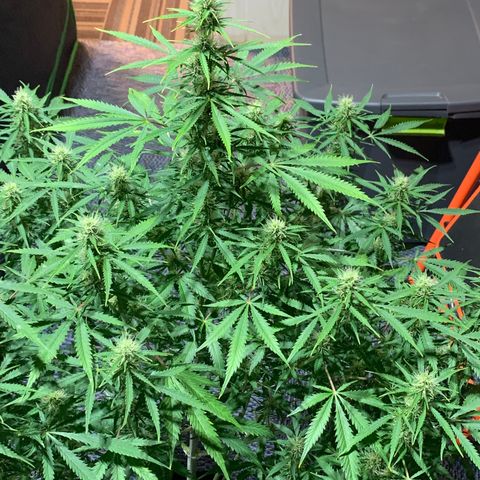 Auto Zkittlez growlog timeline photo