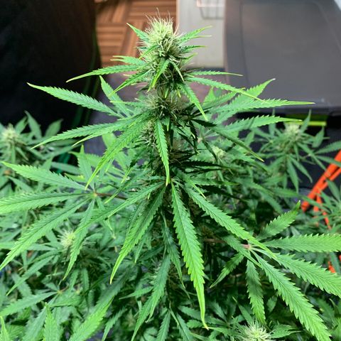 Auto Zkittlez growlog timeline photo