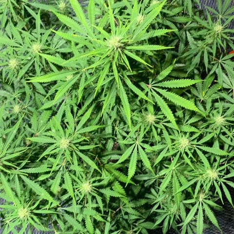 Auto Zkittlez growlog timeline photo
