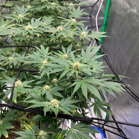 Sunset Sherbert growlog timeline photo