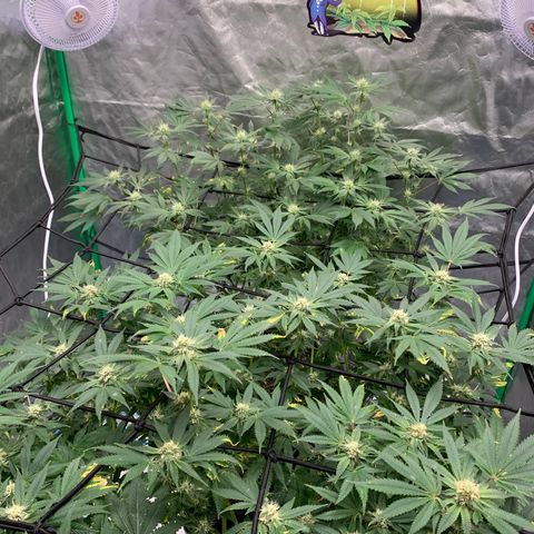 Sunset Sherbert growlog timeline photo