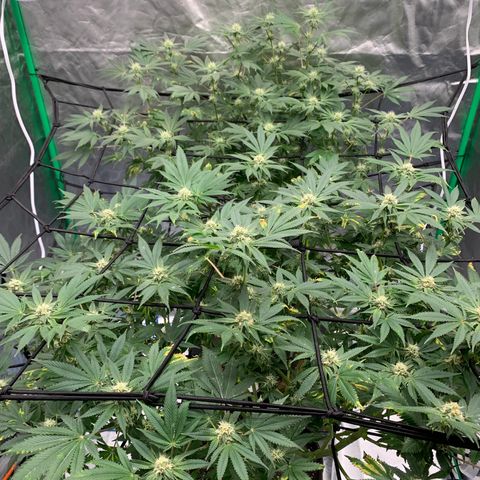 Sunset Sherbert growlog timeline photo