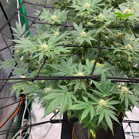 Blueberry growlog timeline photo