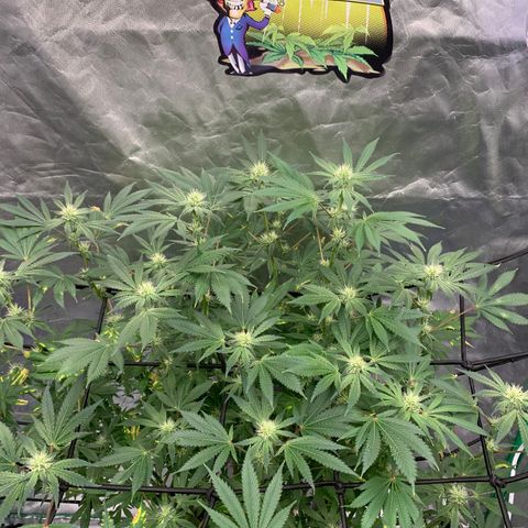 Blueberry growlog timeline photo