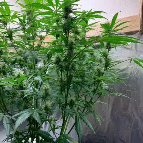Auto Zkittlez growlog timeline photo