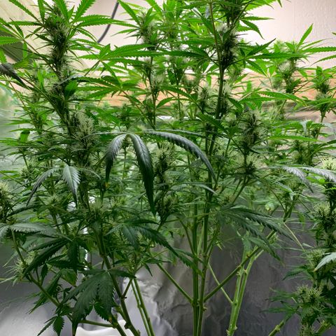 Auto Zkittlez growlog timeline photo