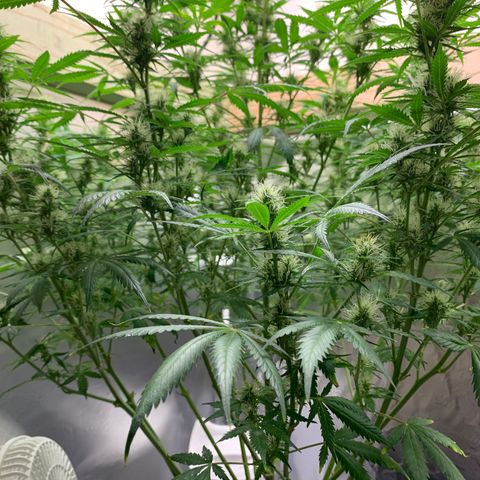 Auto Zkittlez growlog timeline photo