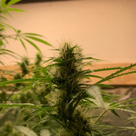 Auto Zkittlez growlog timeline photo