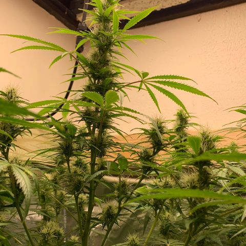 Auto Zkittlez growlog timeline photo
