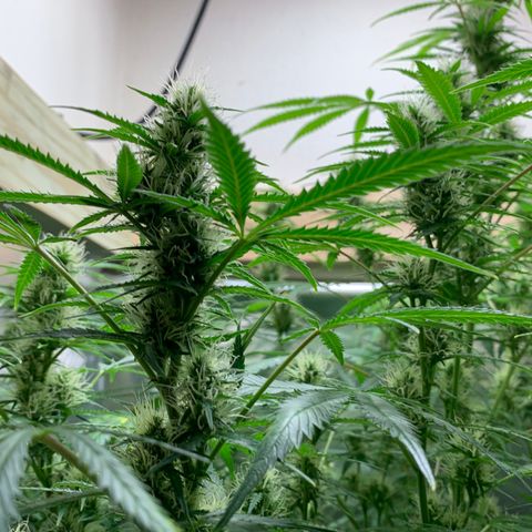 Auto Zkittlez growlog timeline photo