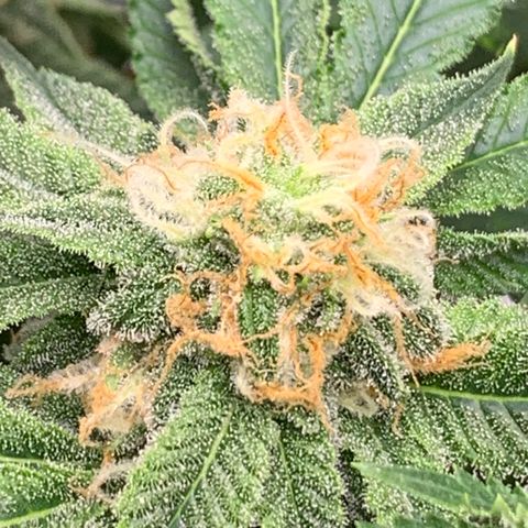 Sunset Sherbert growlog timeline photo