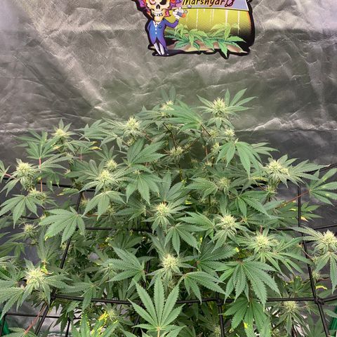 Sunset Sherbert growlog timeline photo