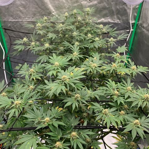 Sunset Sherbert growlog timeline photo