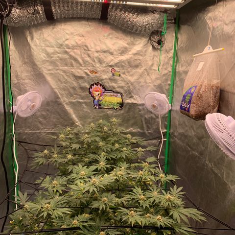 Sunset Sherbert growlog timeline photo