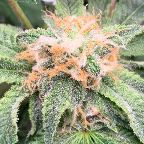Sunset Sherbert growlog timeline photo