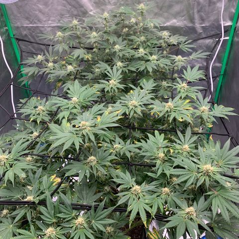 Blueberry growlog timeline photo