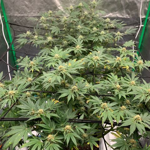 Blueberry growlog timeline photo