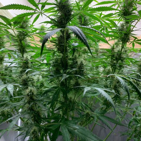 Auto Zkittlez growlog timeline photo