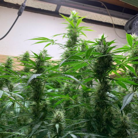 Auto Zkittlez growlog timeline photo