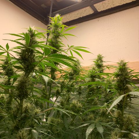 Auto Zkittlez growlog timeline photo