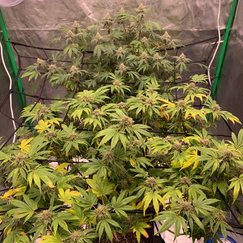 Sunset Sherbert growlog timeline photo