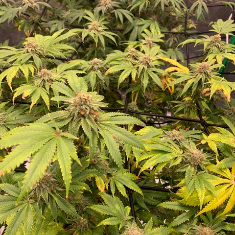 Sunset Sherbert growlog timeline photo