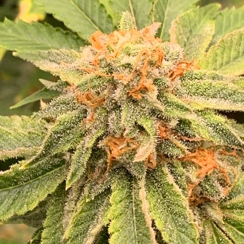Sunset Sherbert growlog timeline photo