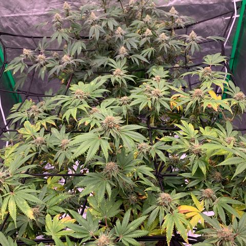 Sunset Sherbert growlog timeline photo