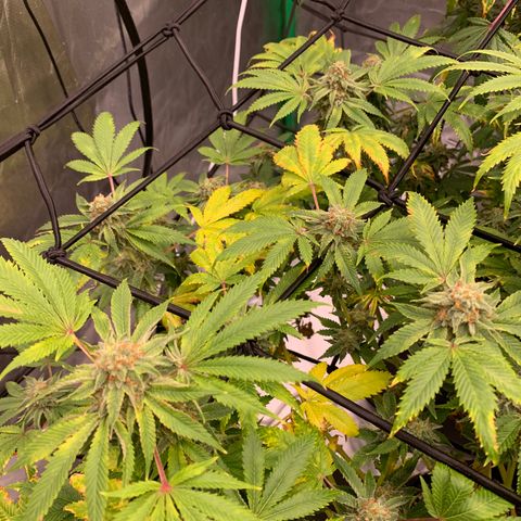 Sunset Sherbert growlog timeline photo