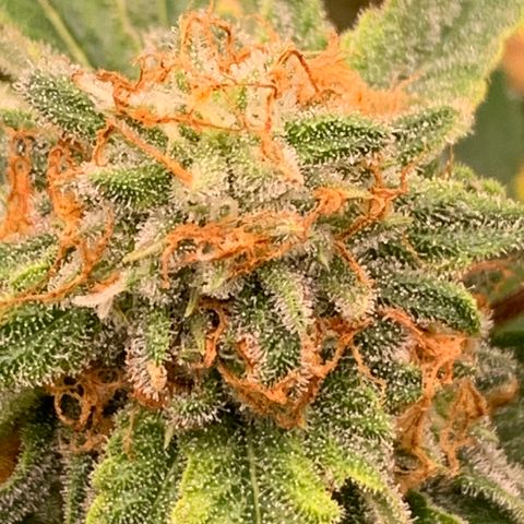 Sunset Sherbert growlog timeline photo