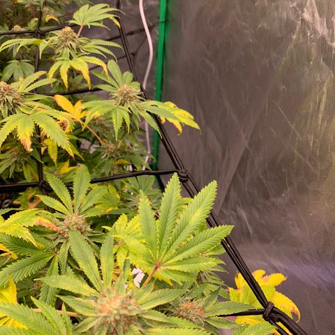 Sunset Sherbert growlog timeline photo