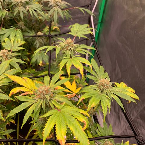 Sunset Sherbert growlog timeline photo