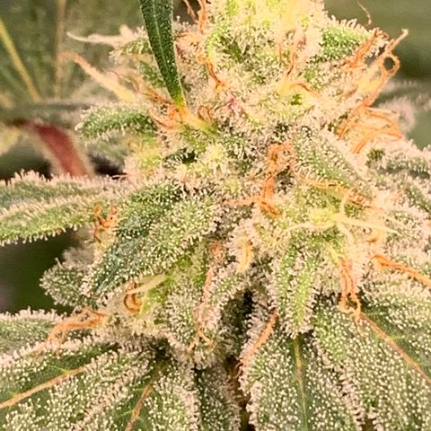 Blueberry growlog timeline photo