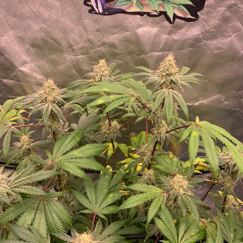 Blueberry growlog timeline photo