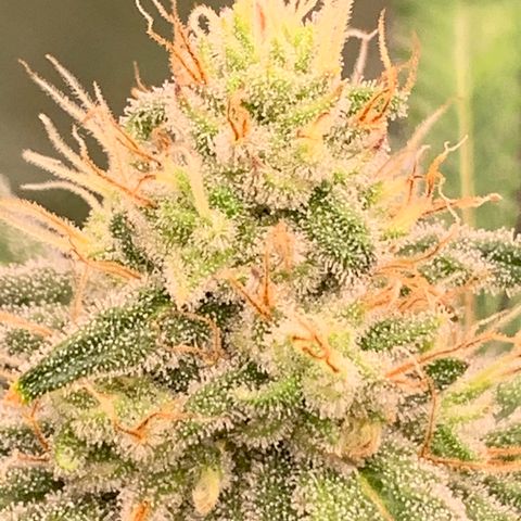 Blueberry growlog timeline photo
