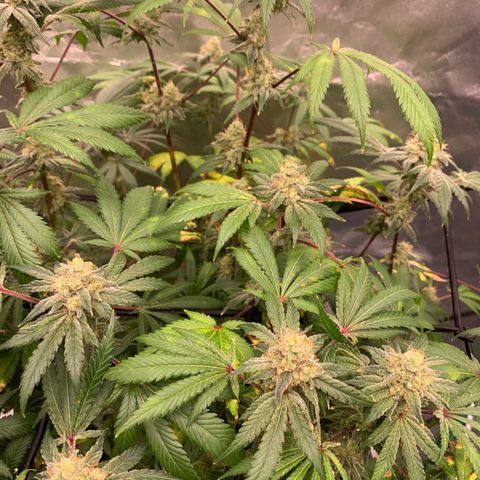 Blueberry growlog timeline photo