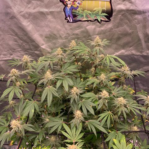 Blueberry growlog timeline photo
